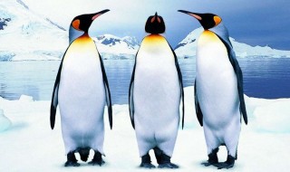 Google Pingvin 3