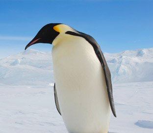 pingvin algoritmus